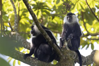 Ruanda 'daki Ulusal Park Nyungwe Ormanı' nda Colobus Maymunu