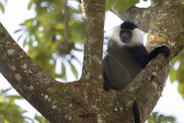 Ruanda 'daki Ulusal Park Nyungwe Ormanı' nda Colobus Maymunu