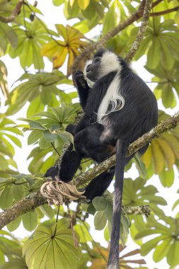 Ruanda 'daki Ulusal Park Nyungwe Ormanı' nda Colobus Maymunu