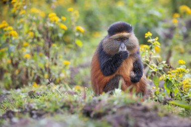 Volkan Ulusal Parkı 'nda altın maymun. Ruanda