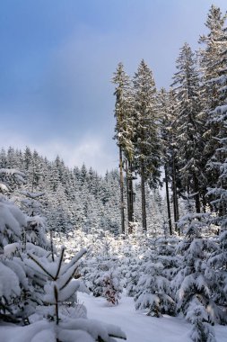 Romantik orman kışın karlı