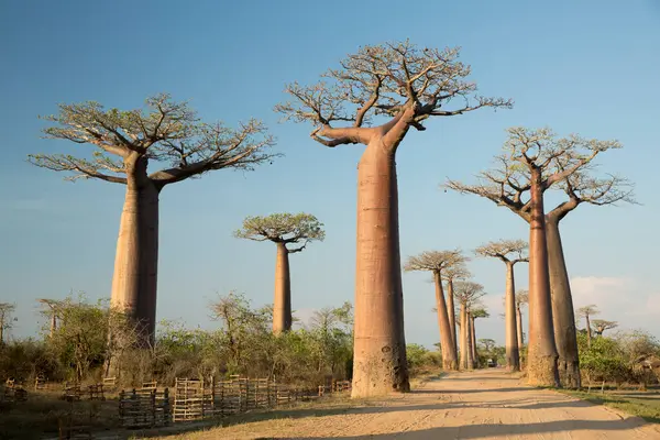 Most Famous Baobab Alley Spectacular Trees Madagascar Stock Photo by ...