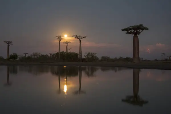 stock image the most famous baobab alley. spectacular trees in Madagascar. reflection in water