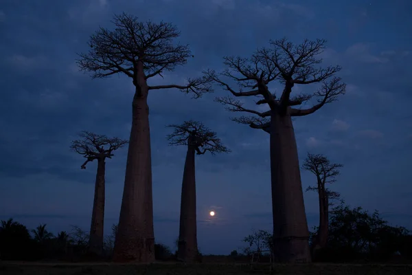 Dünyanın en ünlü baobab sokağı. Madagaskar 'da muhteşem ağaçlar