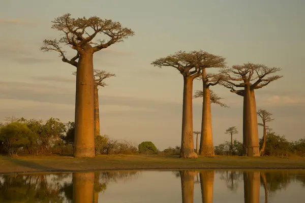 Dünyanın Ünlü Baobab Sokağı Madagaskar Daki Muhteşem Ağaçlar Sudaki Yansıma — Stok fotoğraf