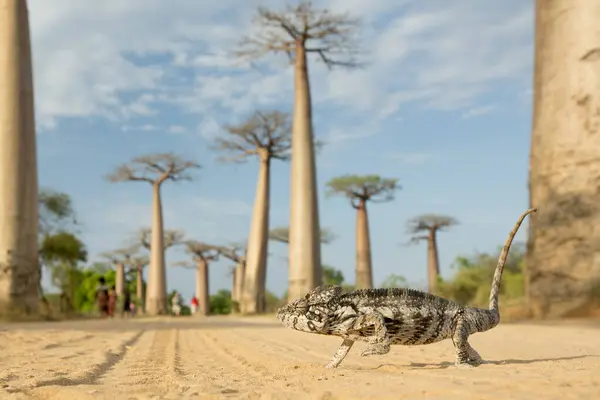 Πάνθηρας Χαμαιλέων Στο Πιο Διάσημο Σοκάκι Baobab Θεαματικά Δέντρα Στη — Φωτογραφία Αρχείου