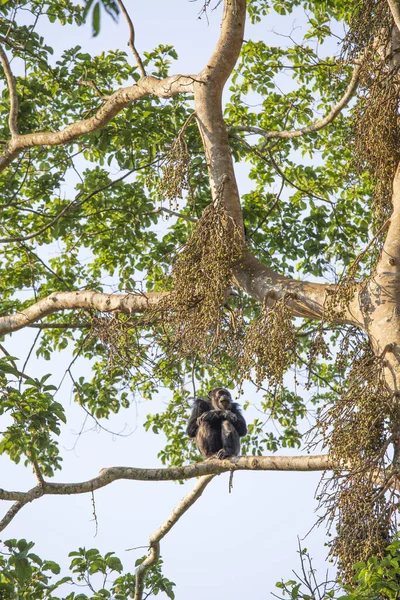 Chimpancé Parque Nacional Bosque Nyungwe Ruanda —  Fotos de Stock