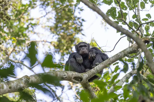 Chimpancé Parque Nacional Bosque Nyungwe Ruanda —  Fotos de Stock