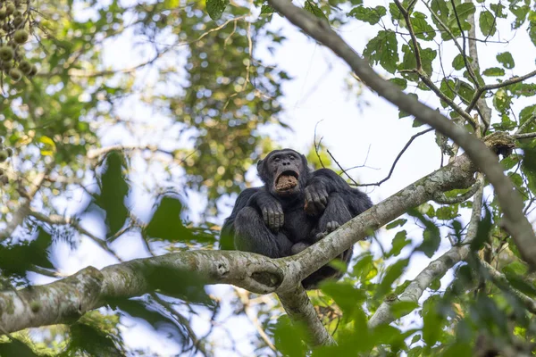 Chimpanzé Dans Parc National Nyungwe Forest Rwanda — Photo