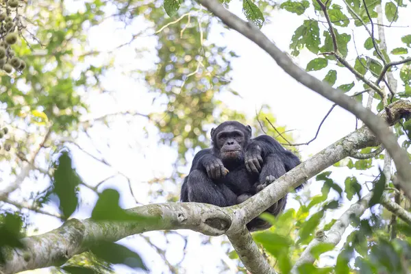 ルワンダのナショナルパークニョウの森でチンパンジー — ストック写真