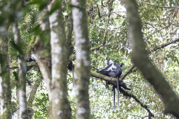 Singe Colobus Dans Parc National Nyungwe Forest Rwanda — Photo