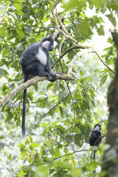 Macaco Colobus Parque Nacional Nyungwe Floresta Ruanda — Fotografia de Stock