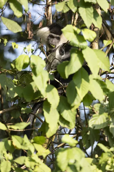 Colobus Aap Nationaal Park Nyungwe Woud Rwanda — Stockfoto