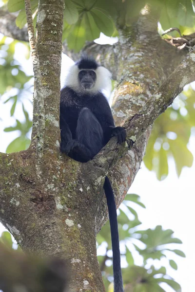Macaco Colobus Parque Nacional Nyungwe Floresta Ruanda — Fotografia de Stock