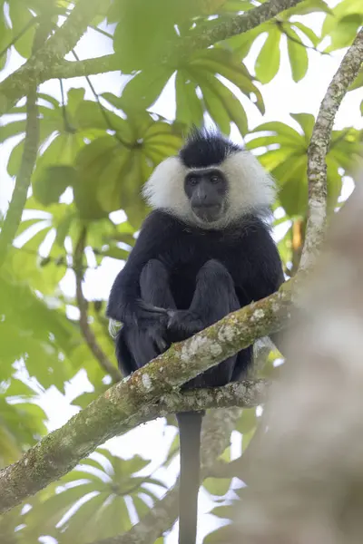 Mono Colobo Parque Nacional Bosque Nyungwe Ruanda — Foto de Stock