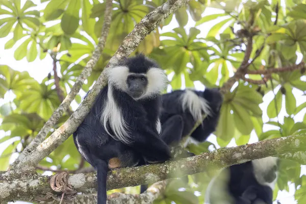 Ruanda Daki Ulusal Park Nyungwe Ormanı Nda Colobus Maymunu — Stok fotoğraf
