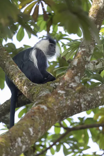 Ruanda Daki Ulusal Park Nyungwe Ormanı Nda Colobus Maymunu — Stok fotoğraf