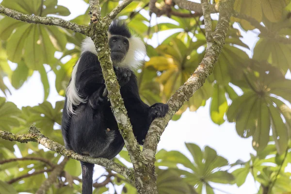 Колобусна Мавпа Національному Парку Ліс Нюнгве Руанді — стокове фото