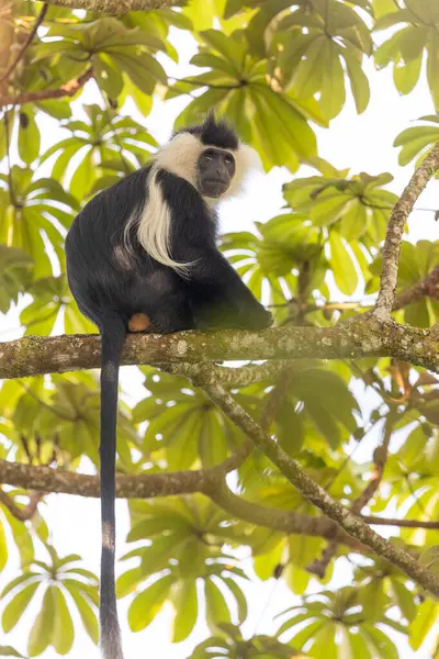 Mono Colobo Parque Nacional Bosque Nyungwe Ruanda — Foto de Stock
