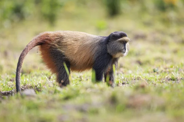 Scimmia Oro Nel Parco Nazionale Dei Vulcani Ruanda — Foto Stock