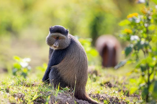 Macaco Dourado Parque Nacional Dos Vulcões Ruanda — Fotografia de Stock