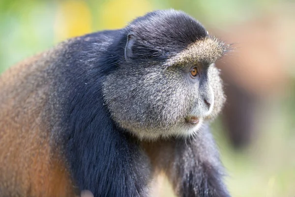 Złota Małpa Parku Narodowym Wulkany Rwanda — Zdjęcie stockowe