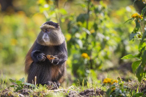 Golden monkey in Volcanoes National Park. Rwanda