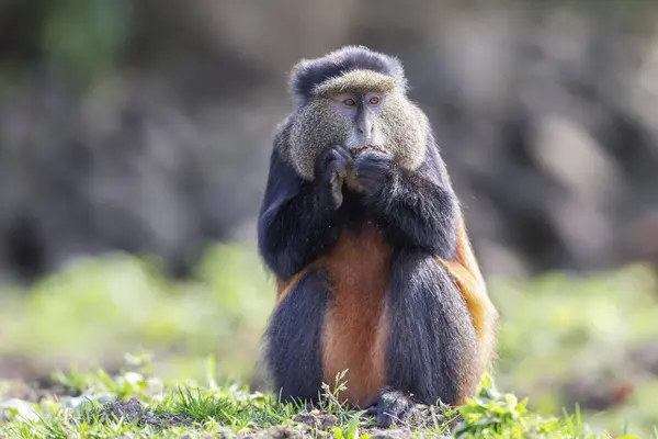 Złota Małpa Parku Narodowym Wulkany Rwanda — Zdjęcie stockowe