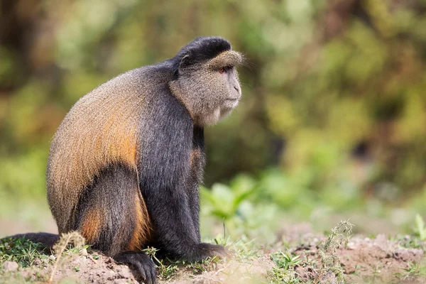 Golden monkey in Volcanoes National Park. Rwanda