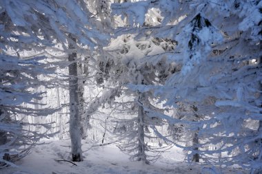 Kışın ağaçlar ve ormanlar karla kaplanır