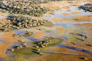 Brezilya 'daki Pantanal ormanının havadan görüntüsü.