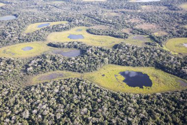 Brezilya 'daki Pantanal ormanının havadan görüntüsü.