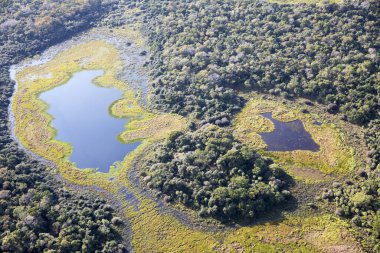 Brezilya 'daki Pantanal ormanının havadan görüntüsü.