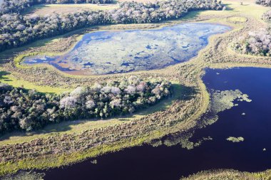 Brezilya 'daki Pantanal ormanının havadan görüntüsü.