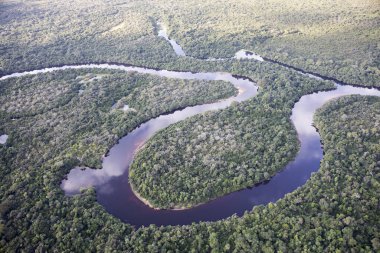 Brezilya 'daki Pantanal ormanının havadan görüntüsü.