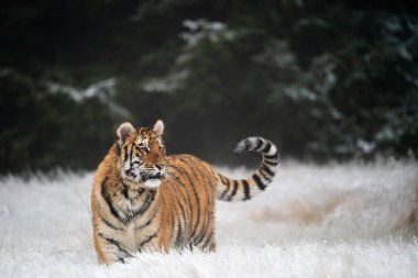 Genç Sibirya / Bengal kaplanı, esir