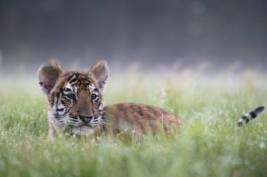 Genç Sibirya / Bengal kaplanı, esir