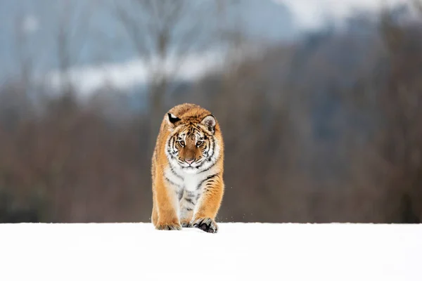 Молодой Сибирско Бенгальский Тигр Пленник — стоковое фото