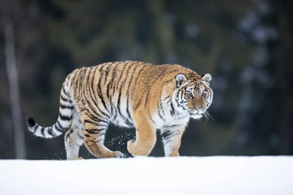 시베리아의 Bengal Tiger Captive — 스톡 사진