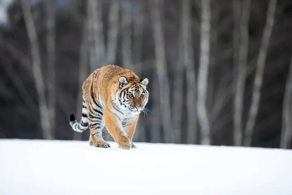Jovem Tigre Siberiano Bengala Cativo — Fotografia de Stock