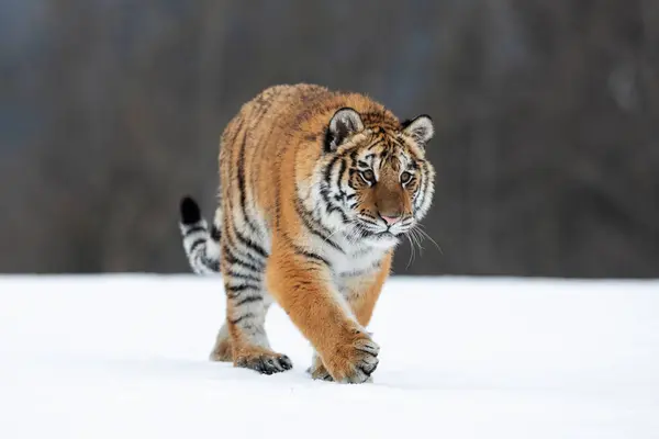 Fiatal Szibériai Bengáli Tigris Fogságban — Stock Fotó