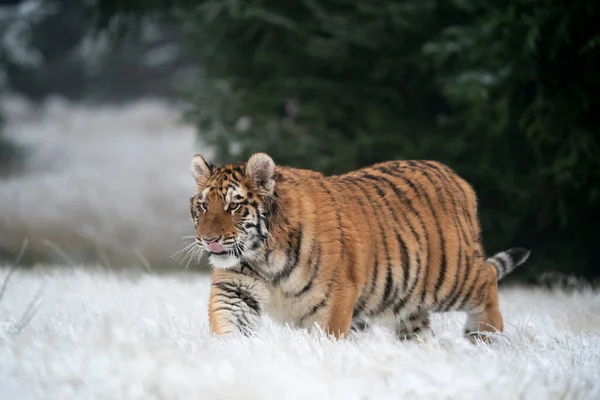 Junger Sibirischer Bengaler Tiger Gefangenschaft — Stockfoto