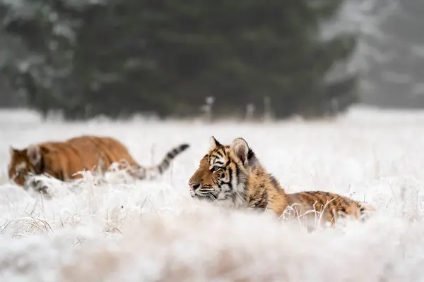 幼小的西伯利亚虎 孟加拉虎 — 图库照片