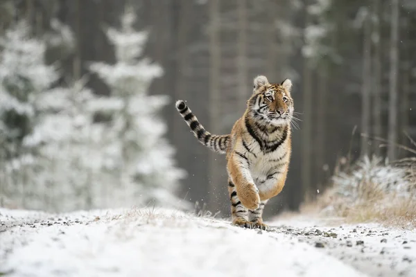 Jovem Tigre Siberiano Bengala Cativo — Fotografia de Stock