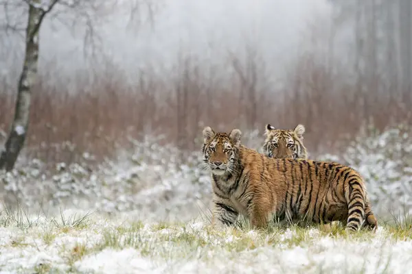 Joven Tigre Siberiano Bengala Cautivo — Foto de Stock
