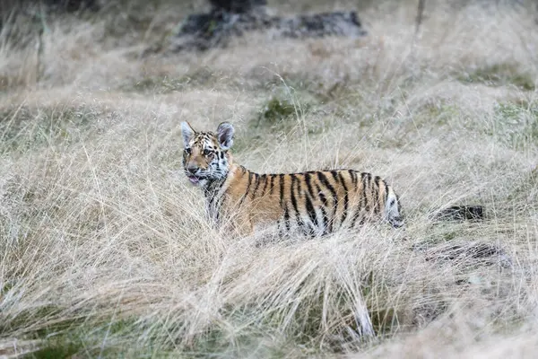 Genç Sibirya / Bengal kaplanı, esir