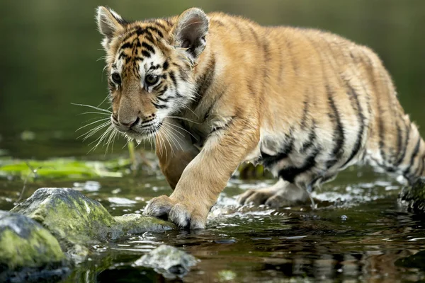 Young Siberian Bengal Tiger Captive — Stock Photo, Image