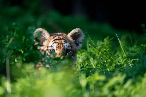 Młody Tygrys Syberyjski Bengalski Pojmany — Zdjęcie stockowe