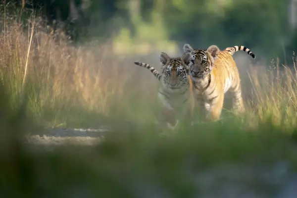 Jeune Tigre Sibérien Bengale Captif — Photo