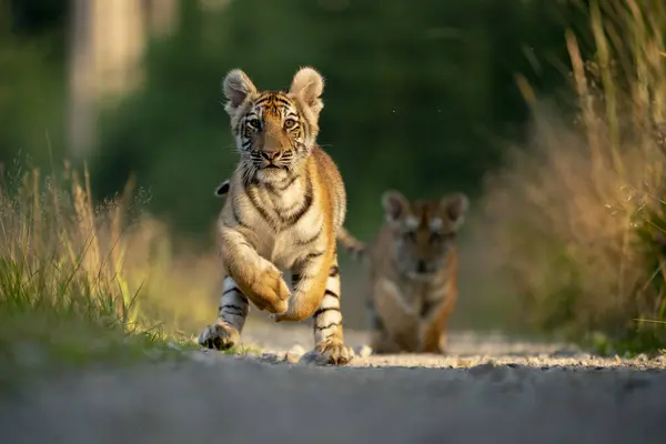 Młody Tygrys Syberyjski Bengalski Pojmany — Zdjęcie stockowe